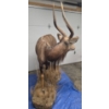 Image 7 : Full-Body Nyala Taxidermy Mount