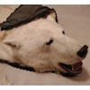 Image 5 : Taxidermy Polar Bear Rug (Severe Damage to Hyde) 85L