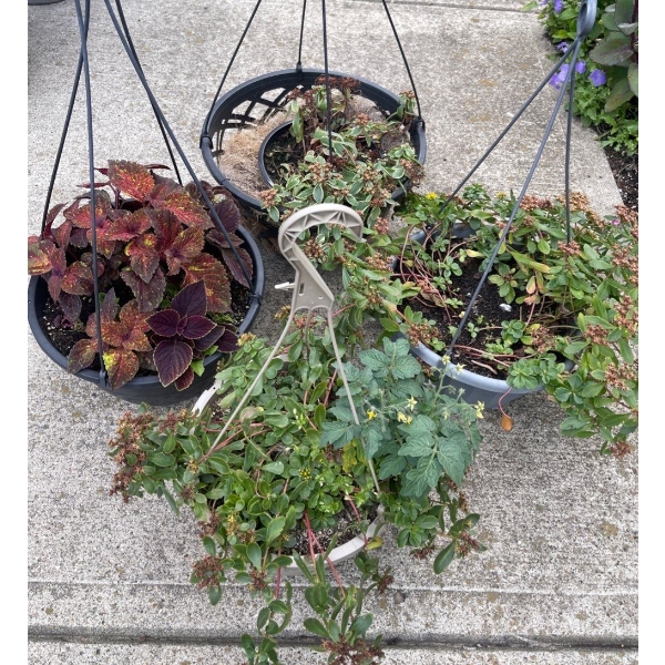 4 Outdoor Hanging Potted Plants 13T
