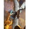 Image 8 : Butterfly Specimen Display Under Glass Dome