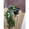 Image 3 : Salon Towel Collection w/ Decorative Cascading Silk Plants 