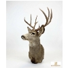 Image 6 : DEER - MULE