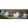 Image 9 : Chinese Zodiac Stone Animal Statues and Granite Finials