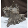 Image 6 :  Shell Hand Carving 