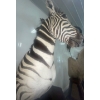 Image 5 : African Zebra Torso 17W x 40D x 76T