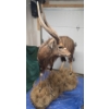 Image 2 : Full-Body Nyala Taxidermy Mount