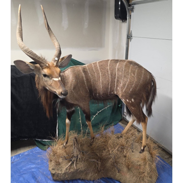 Full-Body Nyala Taxidermy Mount