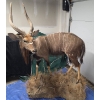 Image 1 : Full-Body Nyala Taxidermy Mount