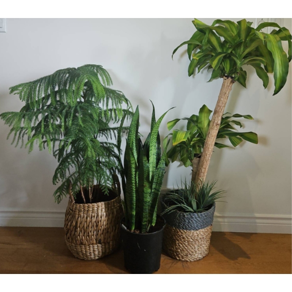 Three Potted Indoor Plants with Woven Baskets