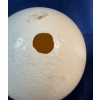 Image 3 : Ostrich Egg 6H (hollow) 