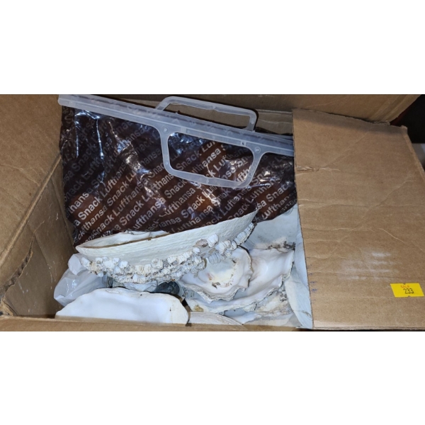 Small Box of Seashells, Great for Decor or Crafts 