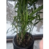 Image 3 : 6 Foot Tall Bamboo Plant in Textured 2 Tone Planter 