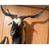 Image 5 : Asian Goat