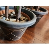 Image 7 : Set of 4 Artificial Ficus Plants 66 T (One Has Some Red Leaves)
