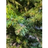 Image 2 : Christmas Tree! (4.7 Feet With Stand)