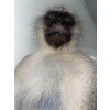 Image 5 : African Monkey 16W x 10D x 42T