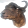 Image 5 : African Cape Buffalo 36T x 36D x 32W