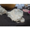 Image 6 : Sea Shells Galore + Purple Crystal Candle Holders, Crystal Bell + Fossils