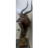 Image 4 : African Nyala Torso 23W x 35D x 74T