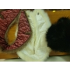 Image 3 : Genuine Fur Fashion Accessories & Cold Weather Cozies In Woven Rattan Basket 12T