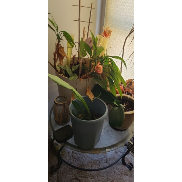 Metal and Glass Coffee Table 27 Diameter, 12 T, Assorted Natural House Plants Included