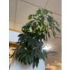 Image 4 : 7 ft Tall Real Umbrella Tree 