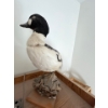 Image 2 : Vintage taxidermied bufflehead duck 