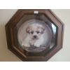 Image 2 : Trio of Framed Dog Plates 14 X 14 