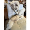 Image 4 : Historic Drumheller Fox Fur – Winnifred Hooker Collection Originating from the early 1900s, this exc