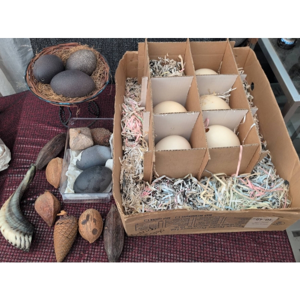 Ostrich Eggs and Decorative Natural Objects Assortment