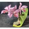 Image 3 : The Angelica Orchid Crafted in Fine Porcelain and the Glossy Amethyst