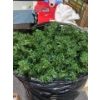 Image 2 : Four Foot Artificial Christmas Tree With Lights