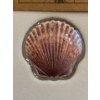 Image 1 : SCALLOP SEASHELL CASTAWAY COLLECTION – 2019 $1 10 GRAM PURE SILVER COIN – FIJI