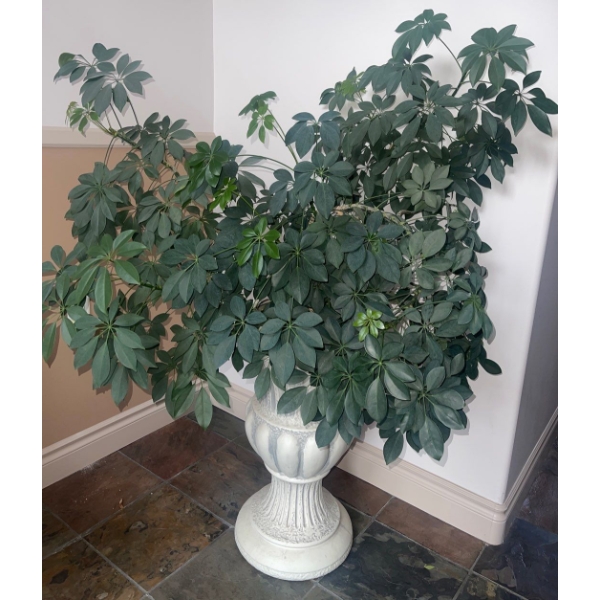 Real Live  Dwarf Umbrella Tree/Houseplant w/Beautiful White Pot-Australian Tree