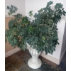 Image 1 : Real Live  Dwarf Umbrella Tree/Houseplant w/Beautiful White Pot-Australian Tree