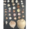 Image 2 : Coral and Fossil Fragments