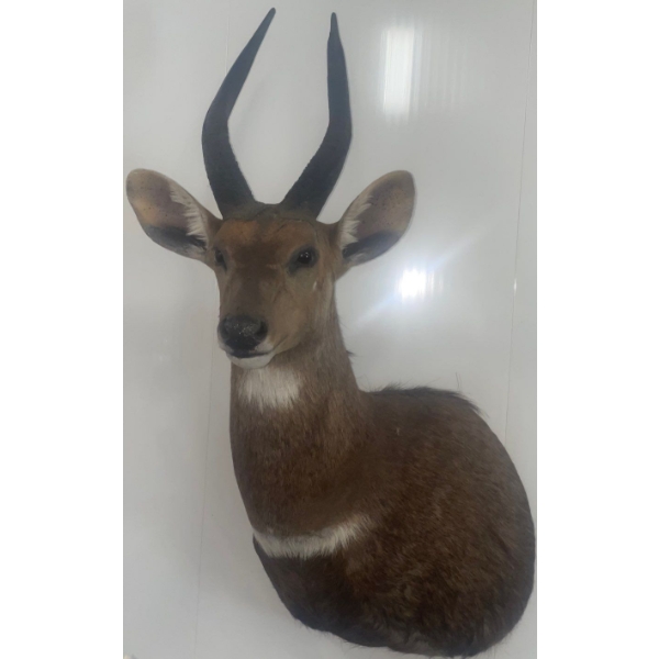African Bushbuck 15W x 18D x 33T