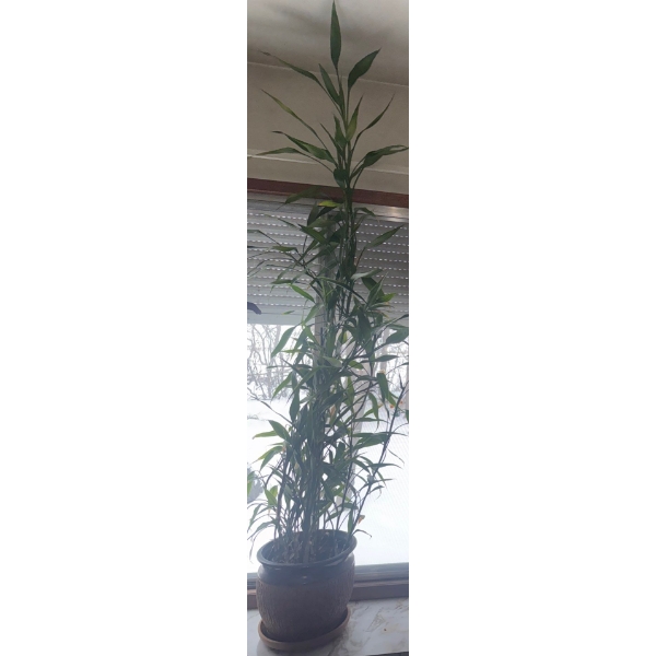 6 Foot Tall Bamboo Plant in Textured 2 Tone Planter 