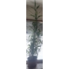 Image 1 : 6 Foot Tall Bamboo Plant in Textured 2 Tone Planter 