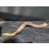 Image 1 : Shofar Horn