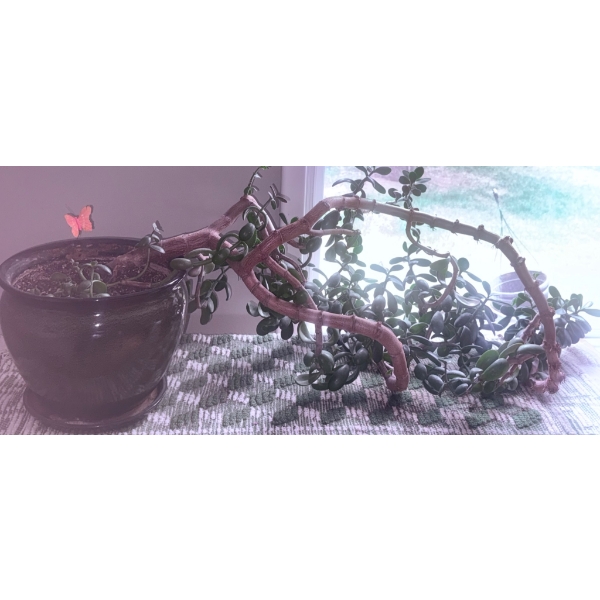 Large Jade Plant in Ceramic Planter With Saucer