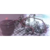 Image 1 : Large Jade Plant in Ceramic Planter With Saucer