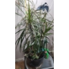 Image 3 : Hanging Swag Ceiling Light, Ikea Side Table, and Plant