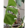 Image 4 : Large Natural Houseplants- Monstera- Pot 16" Diameter, 12 T and Snake Plant- Pot 10" Diameter, 9 T