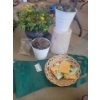 Beautiful Potted Perennials Grow Bags Seeds & More 