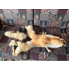 Image 1 : Fox fur pelt . 