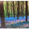 Image 3 : Set of 3 Canvas Prints 20 X 20 Each, Slightly Different to Create a Panorama View