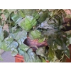 Image 2 : Artificial Plant in Basket