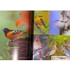 Image 3 : Birds & Butterfly's Books