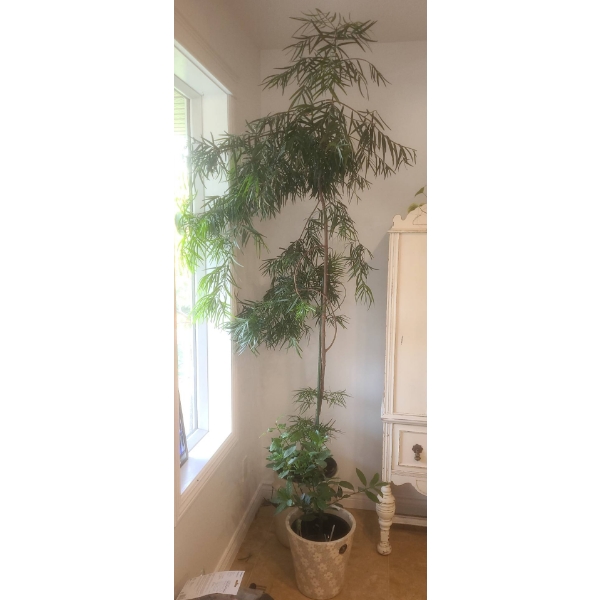 Indoor Potted Tree and Plant Lot with Decorative Pots